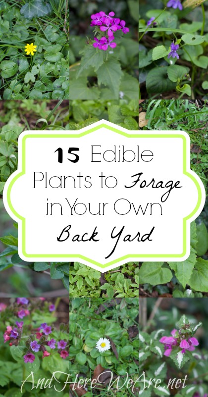 15 Edible Plants to Forage In Your Own Back Yard