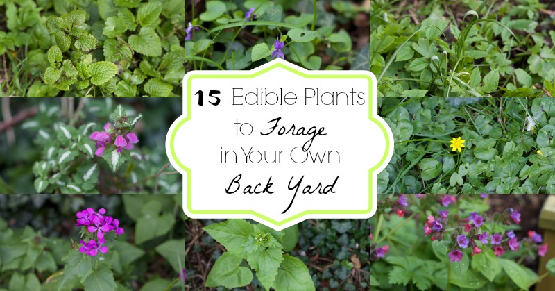 15 Edible Plants to Forage in Your Own Back Yard