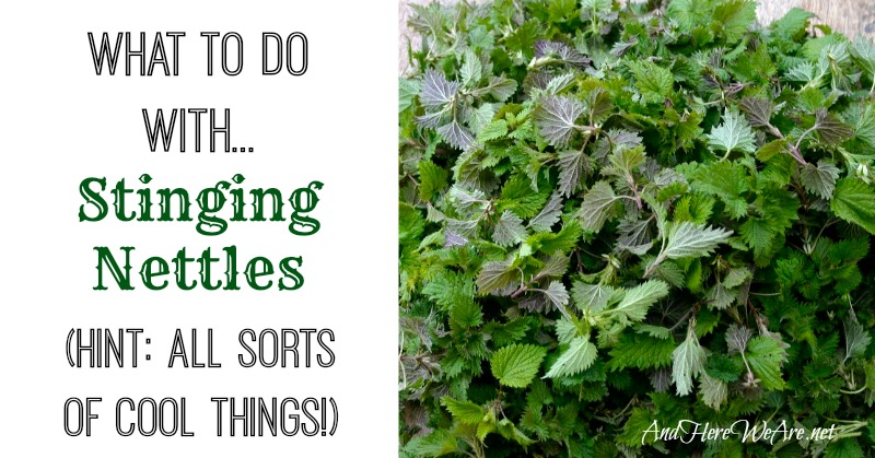 What to do with Stinging Nettles from And Here We Are...