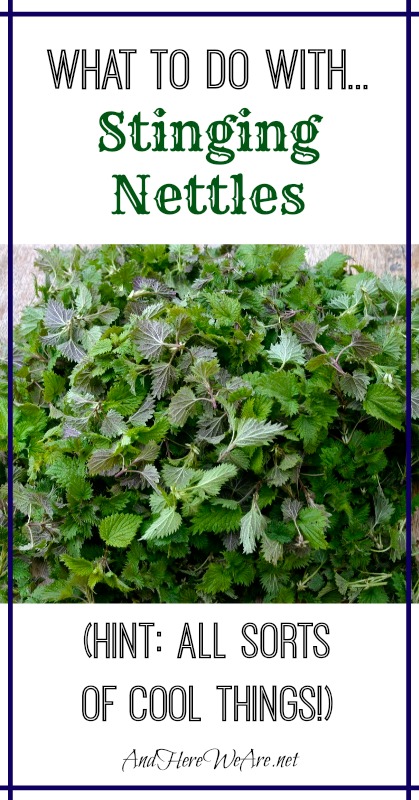 What to do with... Stinging Nettles from And Here We Are...