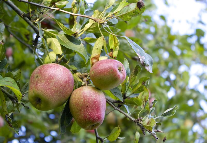 Cider apples