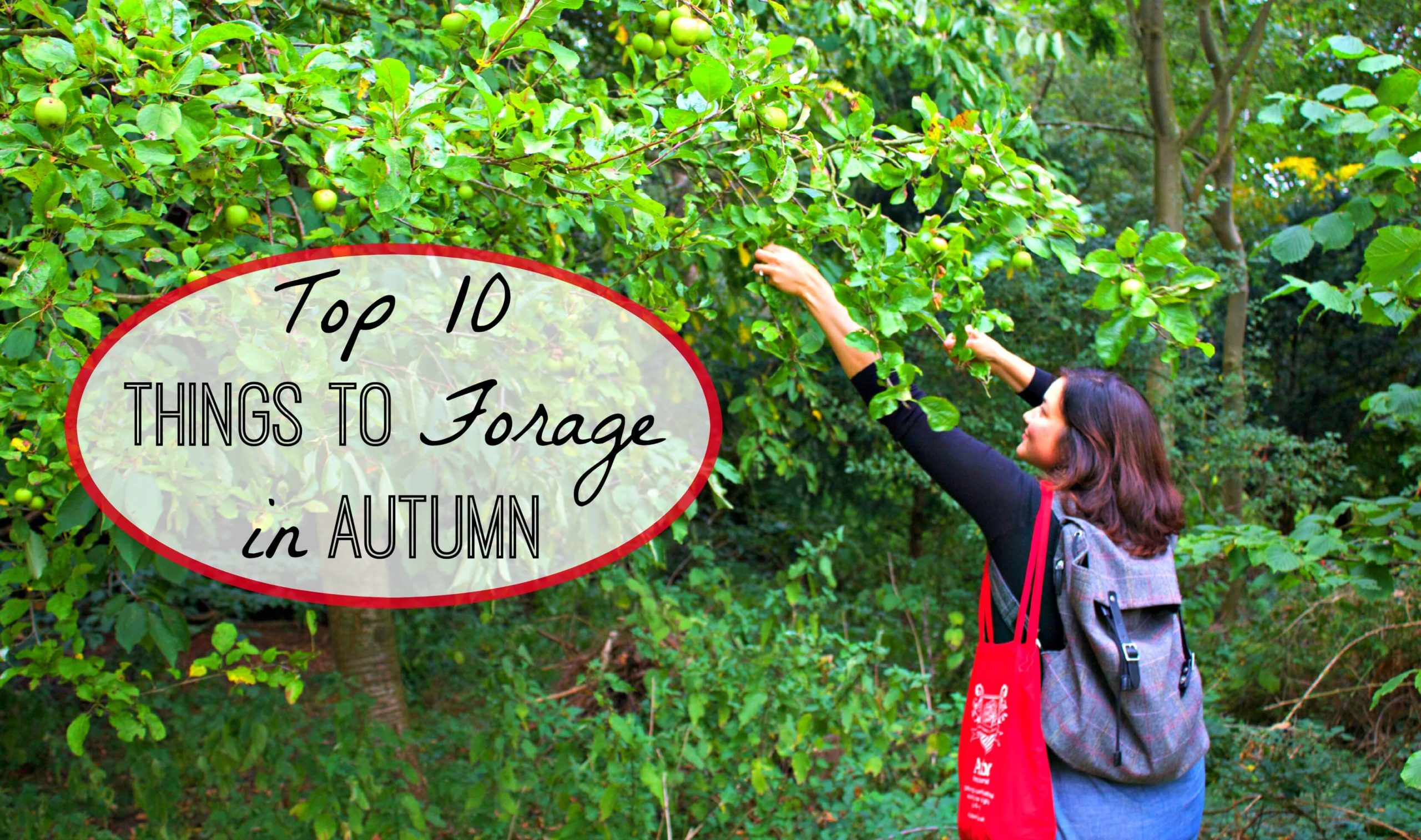 Top 10 Things to Forage in Autumn
