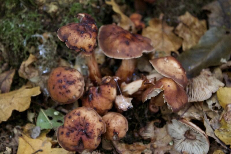 Start Learning to Forage for Mushrooms– Take a Walk in the Woods